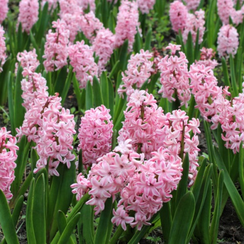 Hyacinth Bulbs - Fondant
